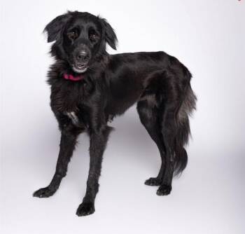 Palomino -  Mixed Breed and Flat Coated Retriever Dog for Adoption in Austin, Texas - Palomino | PetCurious