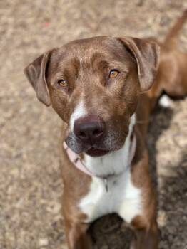 Rescue Pit Bull Terrier and Mixed Breed Dogs for Adoption in Harbor Springs, Michigan - Vegas | PetCurious