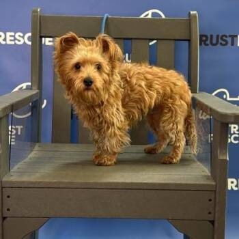HATTIE -  Yorkshire Terrier Dog for Adoption in Waterford, New Jersey - HATTIE | PetCurious