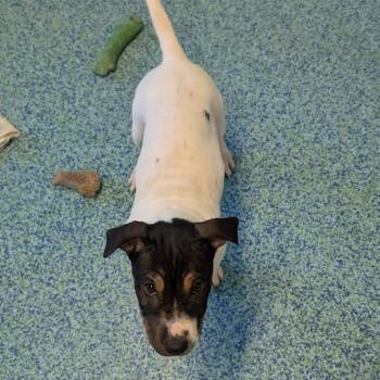 Mixed Breed Dogs Available for Adoption - Brienne | PetCurious