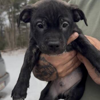 Boston Terrier and Mixed Breed Dogs Available for Adoption - Stratus | PetCurious