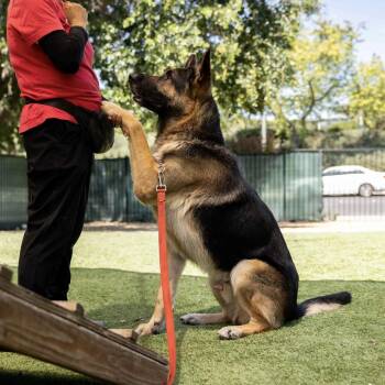 Maverick - ECAS -  German Shepherd Dog and Mixed Breed Dog for Adoption in Pleasanton, California - Maverick - ECAS | PetCurious