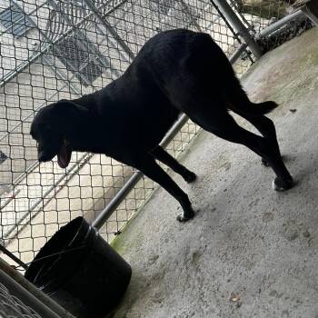 Mixed Breed Dogs Available for Adoption in Gadsden, Alabama - Errol (Bear) | PetCurious