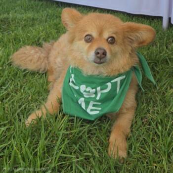 NACHO* -  Pomeranian and Corgi Dog for Adoption in San Juan Capistrano, California - NACHO* | PetCurious