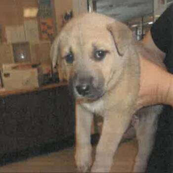 Sassy A2278764 -  German Shepherd Dog Dog for Adoption in Los Angeles, California - Sassy A2278764 | PetCurious