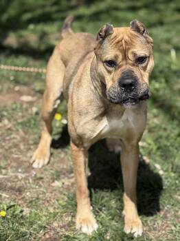 Mastiff Dogs Available for Adoption in Springfield, Illinois - Cheyenne | PetCurious