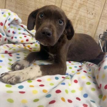 Chipwich -  Mixed Breed Dog for Adoption in Jersey City, New Jersey - Chipwich | PetCurious