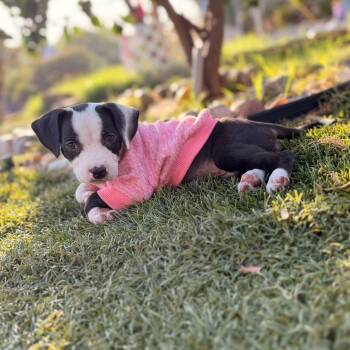 Talula -  Pit Bull Terrier Dog for Adoption in Seal Beach, California - Talula | PetCurious