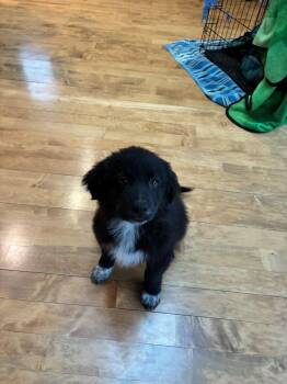 Great Pyrenees Dogs Available for Adoption in Brooklyn Center, Minnesota - Jake | PetCurious