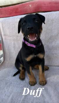 Duff -  German Shepherd Dog and Pit Bull Terrier Dog for Adoption in Pleasant Hill, California - Duff | PetCurious