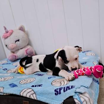 Annabeth Chase -  Pit Bull Terrier and Mixed Breed Dog for Adoption in Springfield, Missouri - Annabeth Chase | PetCurious