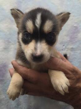 Ripley -  Siberian Husky and Mixed Breed Dog for Adoption in Malvern, Pennsylvania - Ripley | PetCurious