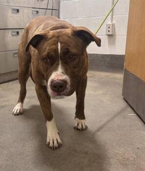 SUKI -  Pit Bull Terrier and Mixed Breed Dog for Adoption - SUKI | PetCurious