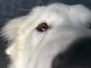 Berries -  Maremma Sheepdog Dog for Adoption in Portland, Oregon - Berries | PetCurious
