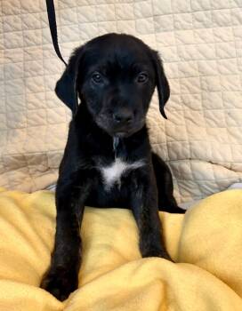 Rescue Labrador Retriever Dogs for Adoption in Cottonwood, Arizona - Lady | PetCurious