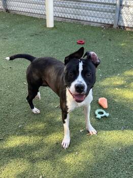 Pit Bull Terrier Dogs Available for Adoption - Chiquis | PetCurious