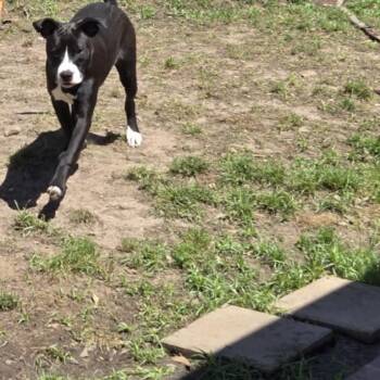 Rescue Labrador Retriever and American Staffordshire Terrier Dogs for Adoption in Spring, Texas - Sammy | PetCurious