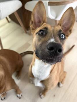 Billie -  Shepherd and Basenji Dog for Adoption in Willingboro, New Jersey - Billie | PetCurious