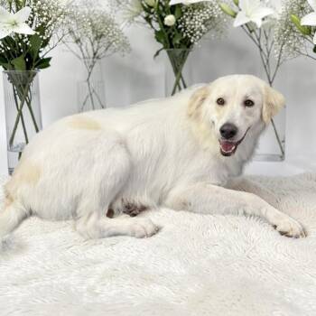 Jade -  Great Pyrenees Dog for Adoption in Frisco, Texas - Jade | PetCurious