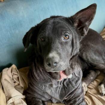 Namora -  Mixed Breed Dog for Adoption in Wilsall, Montana - Namora | PetCurious