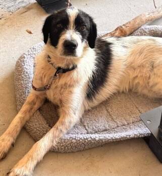 Terrier Dogs Available for Adoption in Dallas, Texas - Boo | PetCurious