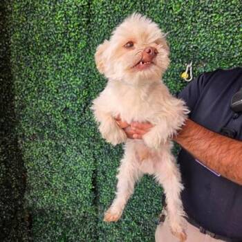 Poodle and Mixed Breed Dogs Available for Adoption in El Paso, Texas - 60799731 | PetCurious