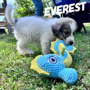 Denali, Yukon & Everest - the cutest, fluffy boy pups -  Great Pyrenees Dog for Adoption in Houston, Texas - Denali, Yukon & Everest - The Cutest, Fluffy Boy Pups | PetCurious