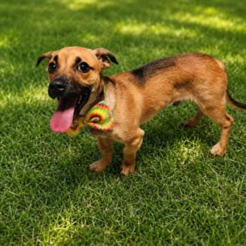 SKEETER -  Dachshund and Mixed Breed Dog for Adoption - SKEETER | PetCurious