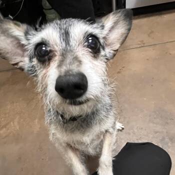 Shifu 53993 -  Terrier and Mixed Breed Dog for Adoption in Las Vegas, Nevada - Shifu 53993 | PetCurious