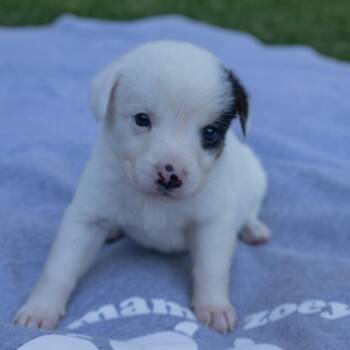 Aspen -  Jack Russell Terrier Dog for Adoption in Wilmington, Illinois - Aspen | PetCurious
