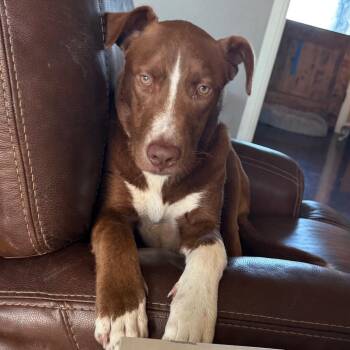 Labrador Retriever and Catahoula Leopard Dog Dogs Available for Adoption - Kodi | PetCurious