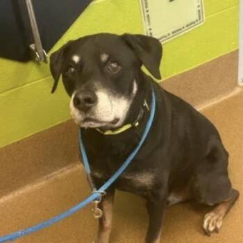Gleason -  Rottweiler Dog for Adoption in Spring Hill, Kansas - Gleason | PetCurious
