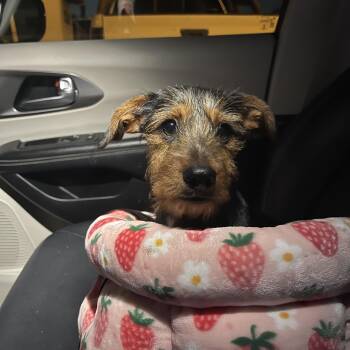 Harry -  Terrier Dog for Adoption in Gainesville, Virginia - Harry | PetCurious