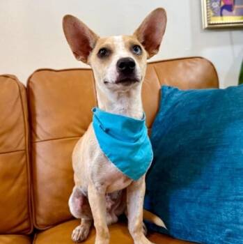 Tipper Tater Bunny Eared Cutie -  Chihuahua and Dachshund Dog for Adoption in Friendswood, Texas - Tipper Tater Bunny Eared Cutie | PetCurious