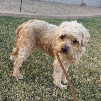 Poodle and Wheaten Terrier Dogs Available for Adoption - Sawyer | PetCurious