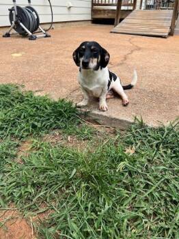 Elise -  Dachshund Dog for Adoption in Milton, Georgia - Elise | PetCurious