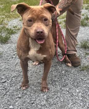 Nina -  American Bulldog Dog for Adoption in Elizabethtown, North Carolina - Nina | PetCurious
