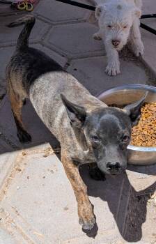 Chihuahua Dogs Available for Adoption in Saint David, Arizona - Twig | PetCurious