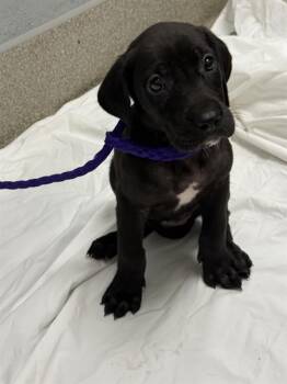 GHIRADELLI -  Great Dane and Golden Retriever Dog for Adoption in Las Vegas, Nevada - GHIRADELLI | PetCurious