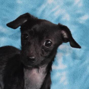 Peggy -  Chihuahua and Mixed Breed Dog for Adoption in Eureka, California - Peggy | PetCurious