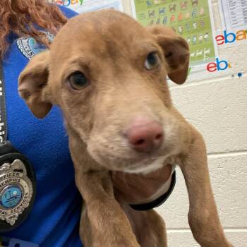 Mixed Breed Dogs Available for Adoption - Brentwood | PetCurious