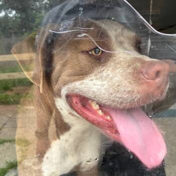 Mable -  Pit Bull Terrier Dog for Adoption in Philadelphia, Pennsylvania - Mable | PetCurious