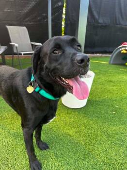 Nugget -  Labrador Retriever Dog for Adoption in Detroit, Michigan - Nugget | PetCurious