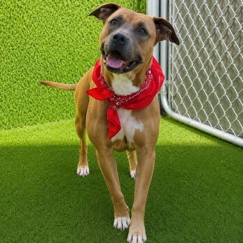 Charlene -  American Staffordshire Terrier and Mixed Breed Dog for Adoption in Oak Point, Texas - Charlene | PetCurious