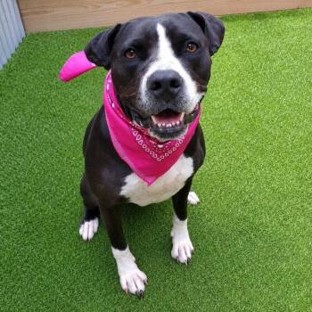 Jewel -  American Staffordshire Terrier and Mixed Breed Dog for Adoption in Oak Point, Texas - Jewel | PetCurious