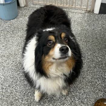Australian Shepherd Dogs Available for Adoption - Maggie | PetCurious