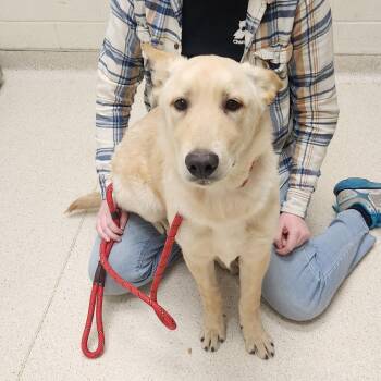 Mixed Breed Dogs Available for Adoption - Fransua | PetCurious