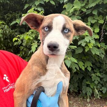 Pit Bull Terrier Dogs Available for Adoption in Birmingham, Alabama - Moniqua | PetCurious