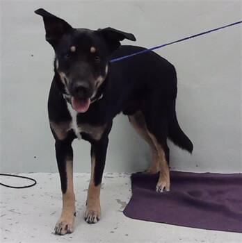 Rescue German Shepherd Dog and Mixed Breed Dogs for Adoption in Houston, Texas - KINO | PetCurious