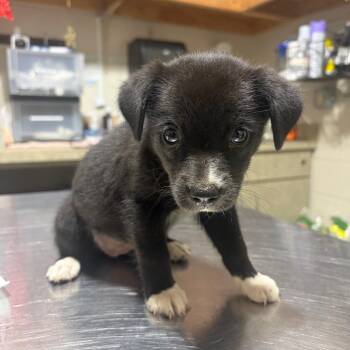 La Croix -  Mixed Breed Dog for Adoption in Milton, Florida - La Croix | PetCurious